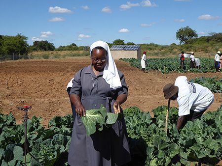 - Con la producción de los huertos se está proporcionando alimento a 210 familias. Foto. R.O.