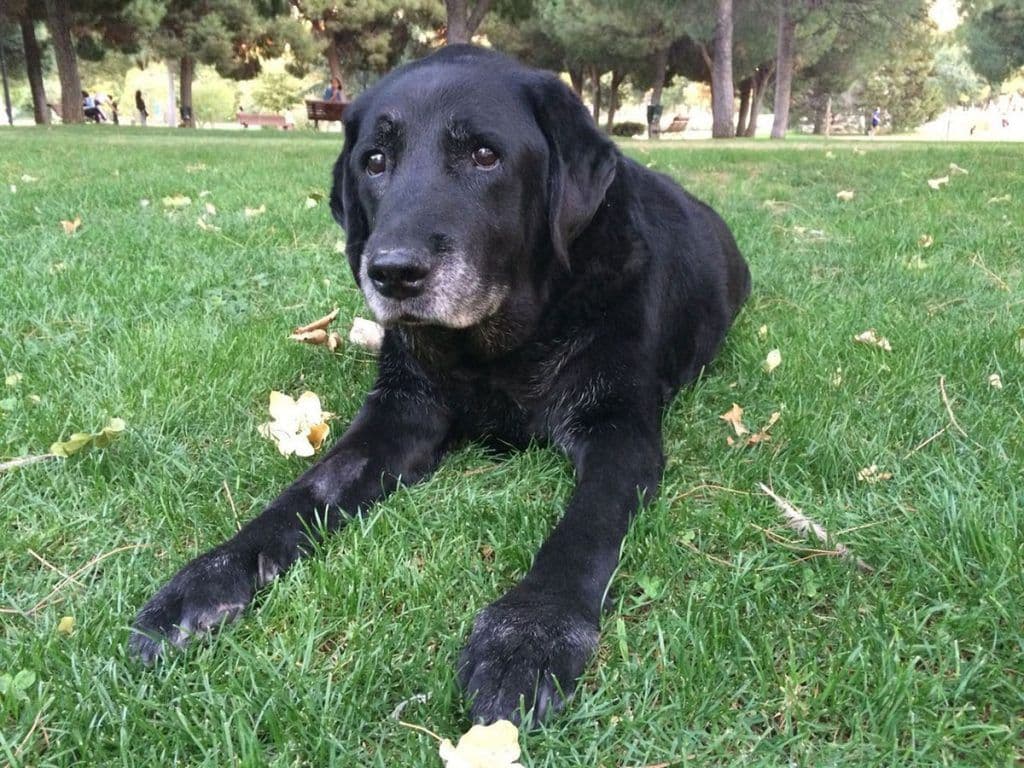 Lillo, el perro guía de Mariano Fresnillo